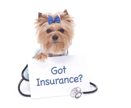 Insurance for Dogs: Protecting Your Furry Friend’s Health and Your Wallet